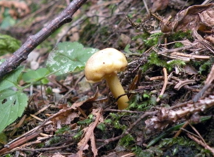 Potrebbe essere Hygrophorus aureus?